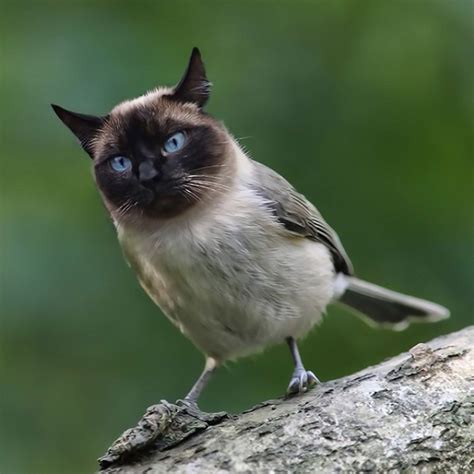 bird cat video|funny bird videos for cats.